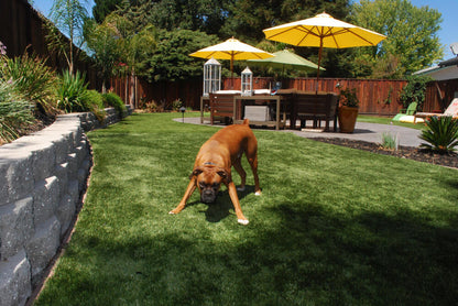 Pet Infill